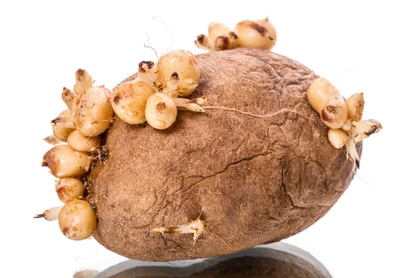 Sprouting potatoes — Stock Photo, Image