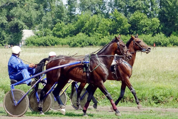 Efter loppet trotter — Stockfoto