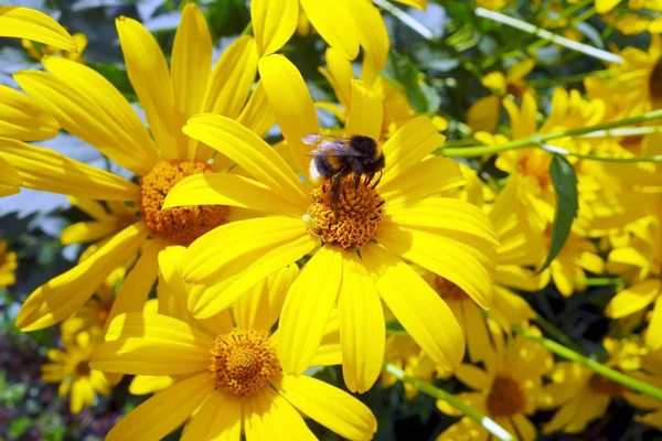 Bumblebee em margaridas amarelas — Fotografia de Stock