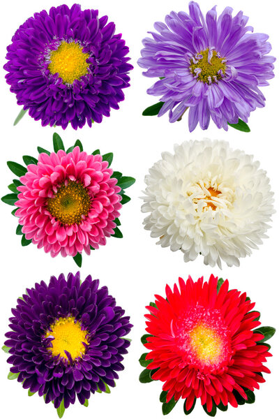 Шесть астеров
