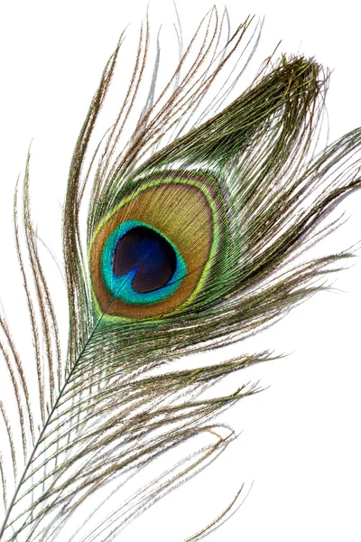 Peacock feather — Stock Photo, Image