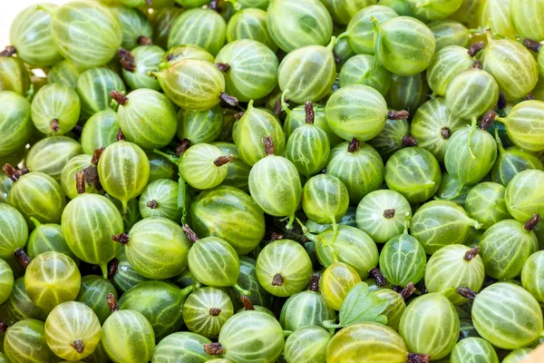 Bakgrund av krusbär — Stockfoto