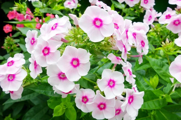 White with pink phlox — Stock Photo, Image