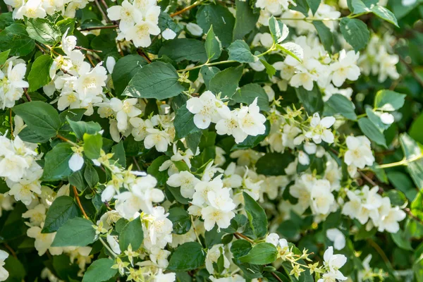 Flores de jasmim — Fotografia de Stock