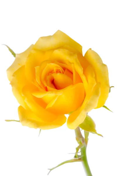 Yellow rose on a white — Stock Photo, Image