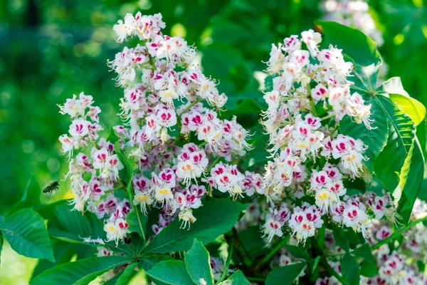 Nature flowers chestnut tree — Stock Photo, Image