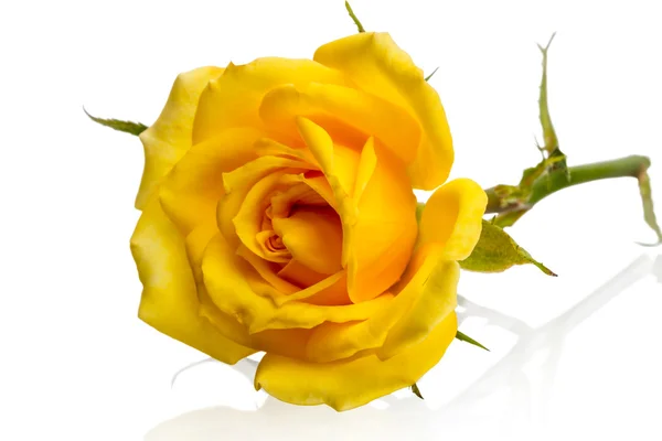 Lying yellow rose — Stock Photo, Image