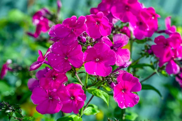 Phlox após a chuva — Fotografia de Stock