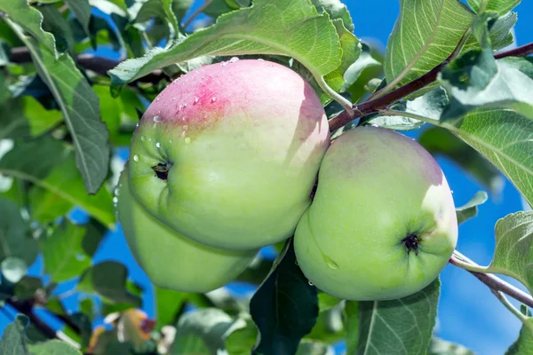 Три яблока на ветке — стоковое фото