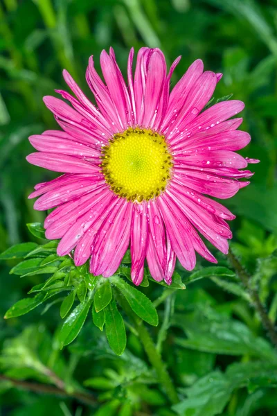 Roze daisy na de regen — Stockfoto