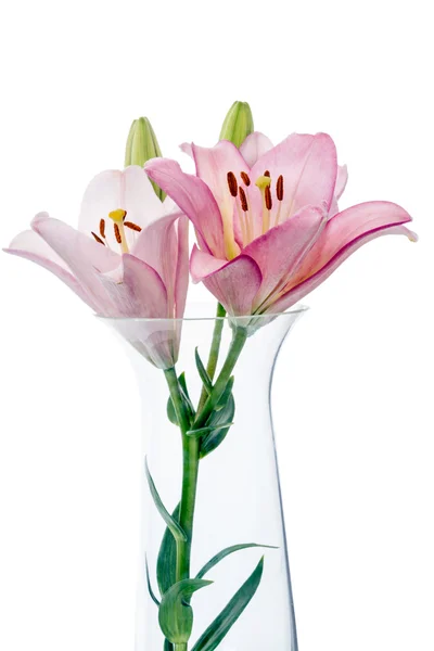 Lilies in a glass vase — Stock Photo, Image