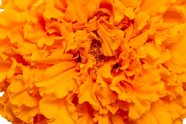Oranje marigold close-up — Stockfoto