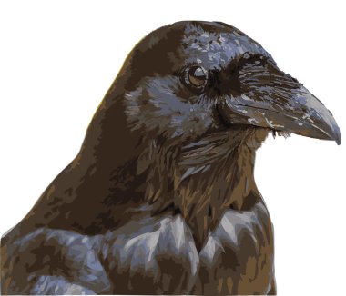 siyah kuzgun (vektör)