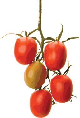 Fırça domates (vektör)