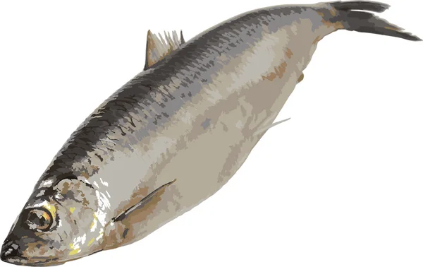 Atlantic herring on white (vector) — Stock Vector