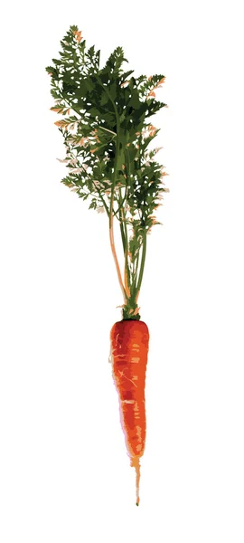 Carota (vettore ) — Vettoriale Stock