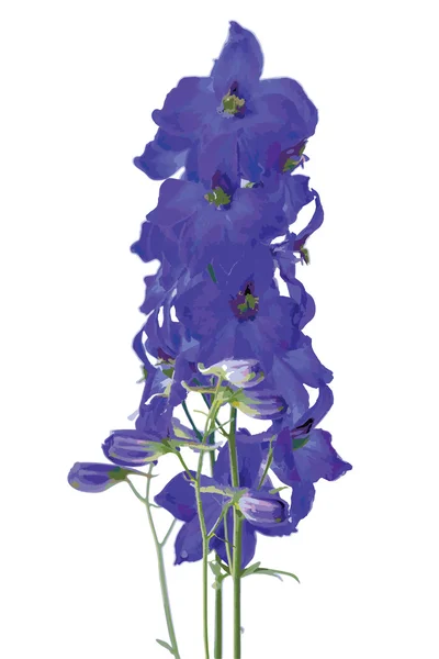 Delphiniums bleu foncé (vecteur) ) — Image vectorielle