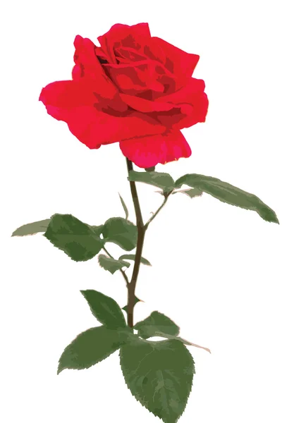 Rosas rojas (vector ) — Archivo Imágenes Vectoriales