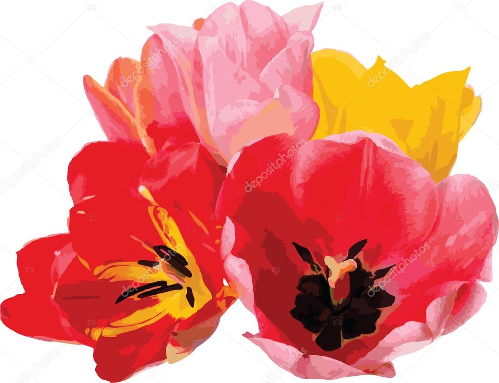  Different tulips (vector)
