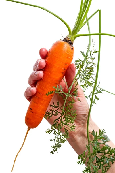 Cenouras frescas na mão — Fotografia de Stock