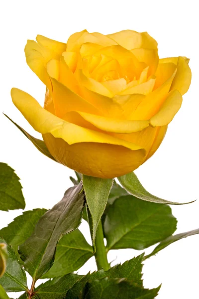 One yellow rose — Stock Photo, Image