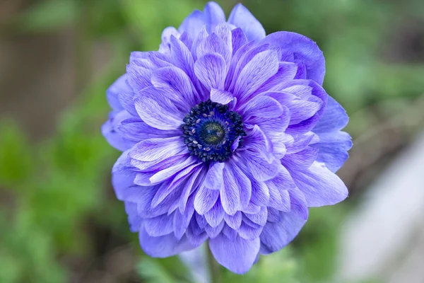 Naturaleza flor azul —  Fotos de Stock