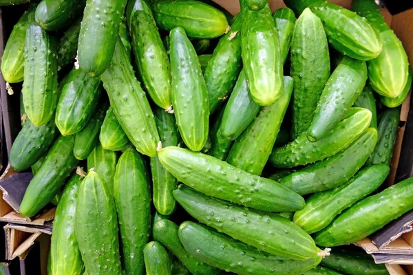 Pepinos em um balcão — Fotografia de Stock