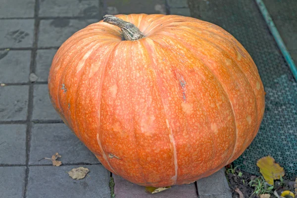 Huge pumpkin — Stock Photo, Image
