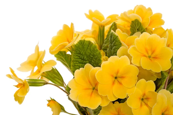 Żółte kwiaty Pierwiosnek — Zdjęcie stockowe