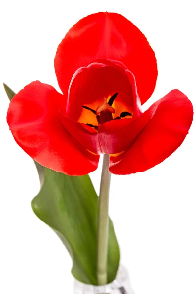 Один червоний tulip — стокове фото