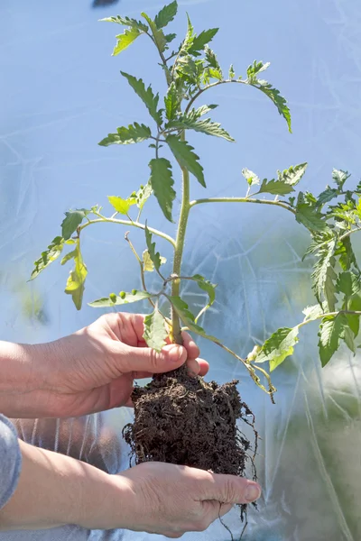 Φυτά τομάτας στο θερμοκήπιο — Φωτογραφία Αρχείου