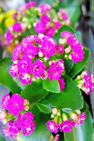 Kalanchoe růžové květy — Stock fotografie