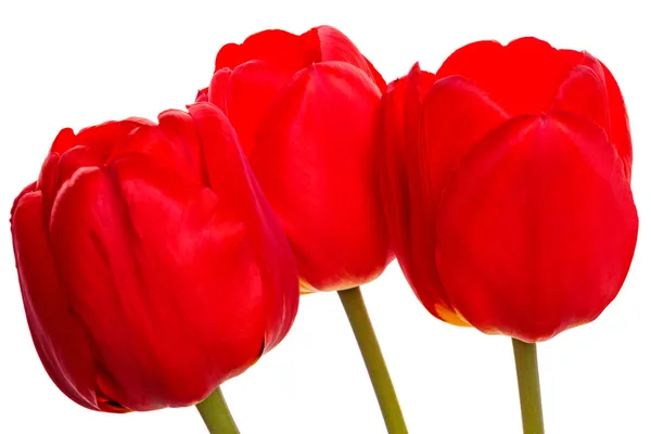 Три червоні тюльпани — стокове фото