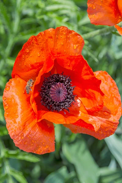 Bright red poppies — Stock Photo, Image