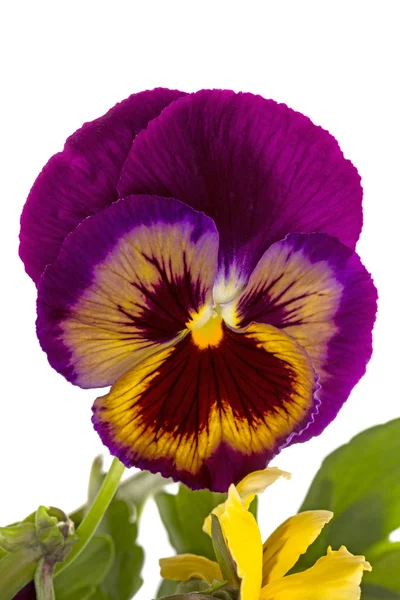 Uma flor pansy — Fotografia de Stock