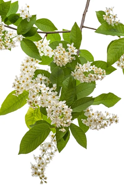 Branch of bird cherry — Stock Photo, Image