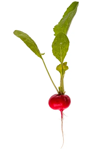 Plant radishes — Stock Photo, Image