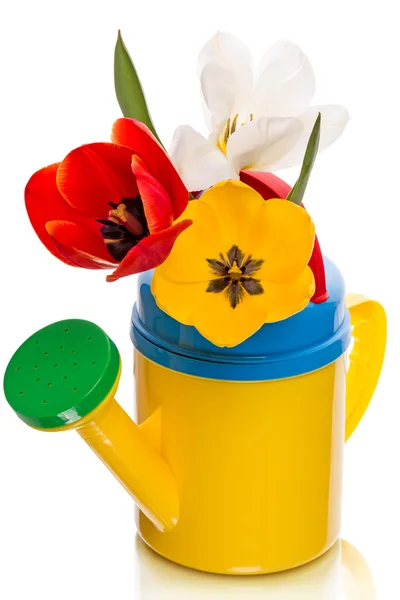 Tulips and watering can — Stock Photo, Image