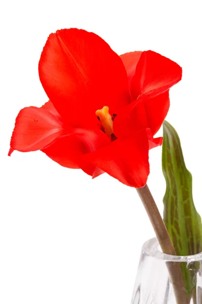 Eine scharlachrote Tulpe — Stockfoto