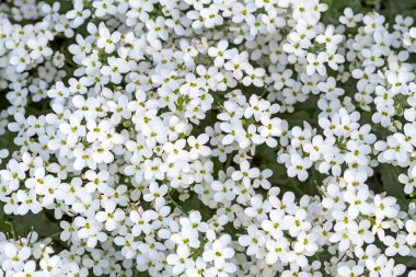 arka plan beyaz küçük çiçek