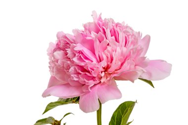 beyaz üzerine pembe peonies