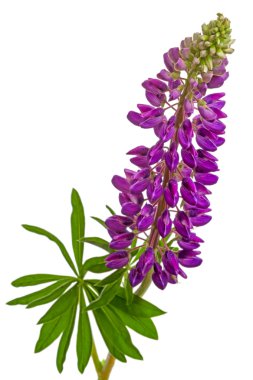 delphinium mor çiçekler 