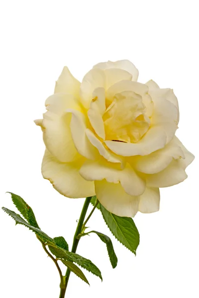 Rosa amarela pálida — Fotografia de Stock