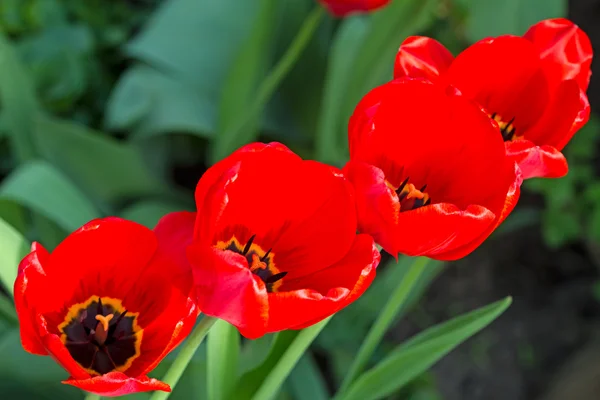 Red tulips on the flowerbed — Stock Photo, Image