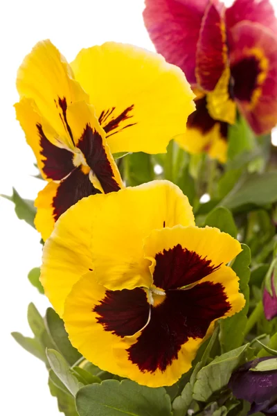 Flor amarilla pansy — Foto de Stock