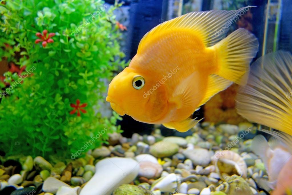 parrot fish aquarium decoration
