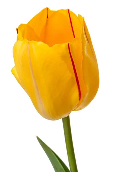 Žlutý Tulipán s červeným pruhem — Stock fotografie