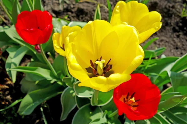 Yellow and red  tulips on the flowerbed — Stock Photo, Image