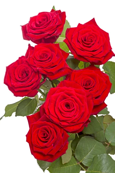 Sju röda rosor — Stockfoto