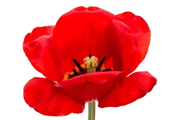 Великий tulip — стокове фото